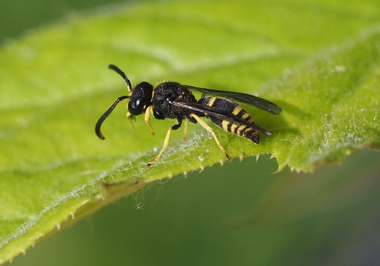 /Ancistrocerus nigricornis - sameček, foto z boku 11. 6. 2025 v Praze. /Ancistrocerus nigricornis - sameček, foto z boku 11. 6. 2025 v Praze.