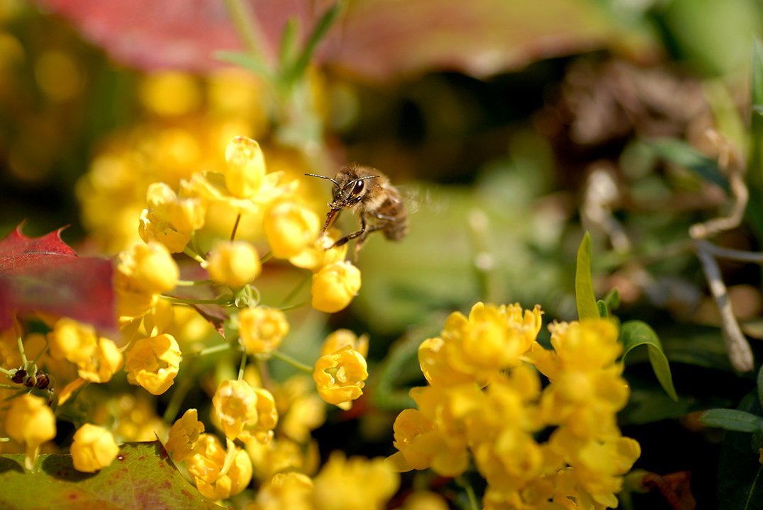/Včela před květy mahonie, foto Michal Platil.