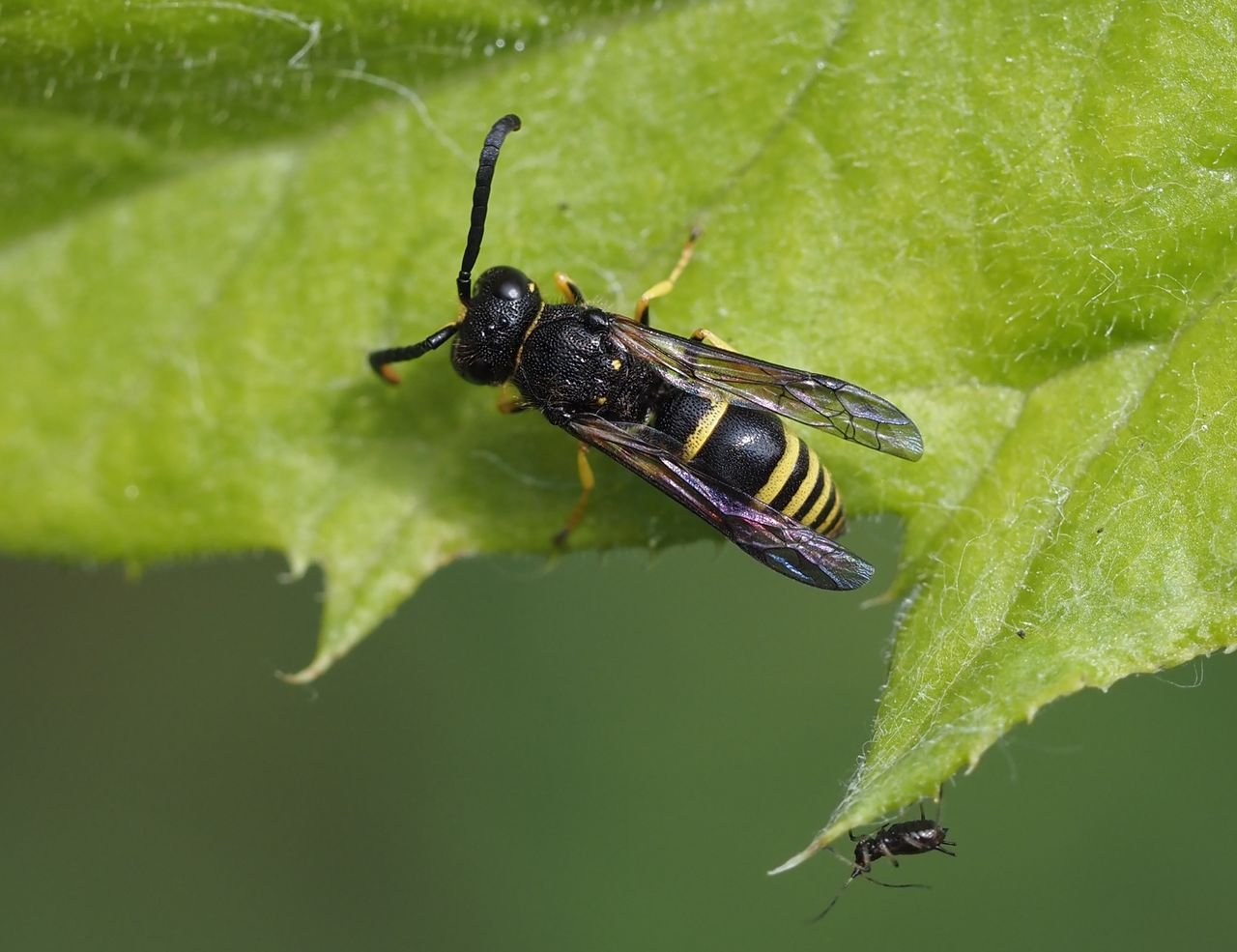 /Ancistrocerus nigricornis - sameček foto shora.
