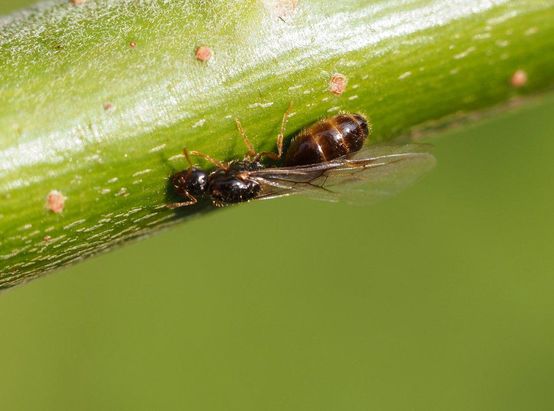 /Solenopsis fugax - zadeček samičky.