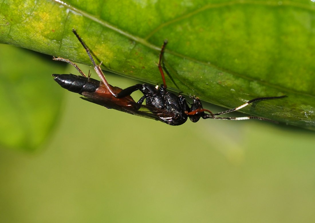 /Lumek Stenichneumon culpator, zobrazené připojení zadečku k hrudi.