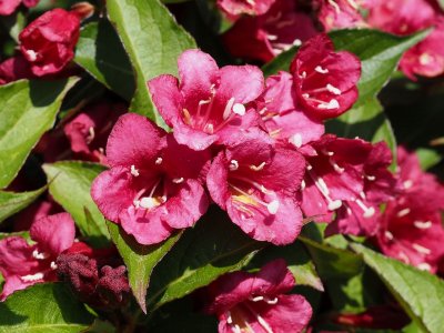 Vajgélie květnatá (weigelie růžová)