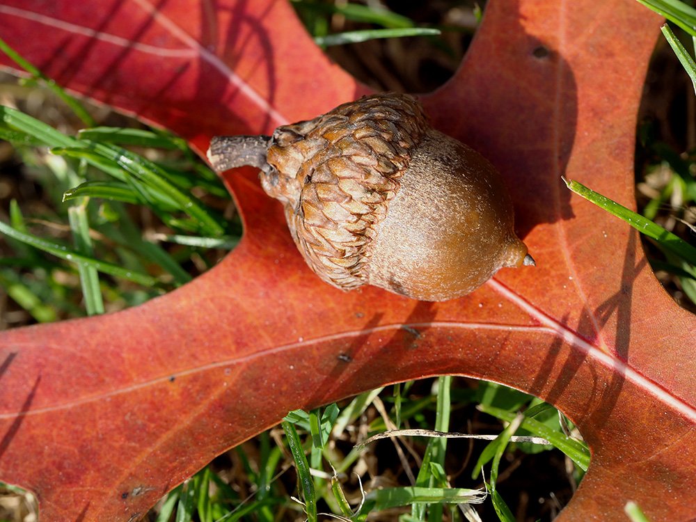 /Dub šarlatový, žalud, detailní foto.