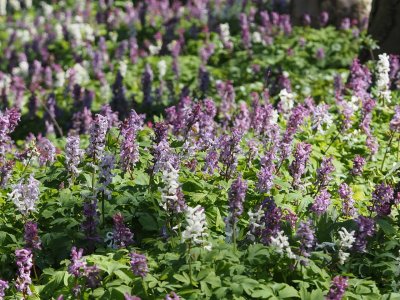 Dymnivky v Hořínském parku.