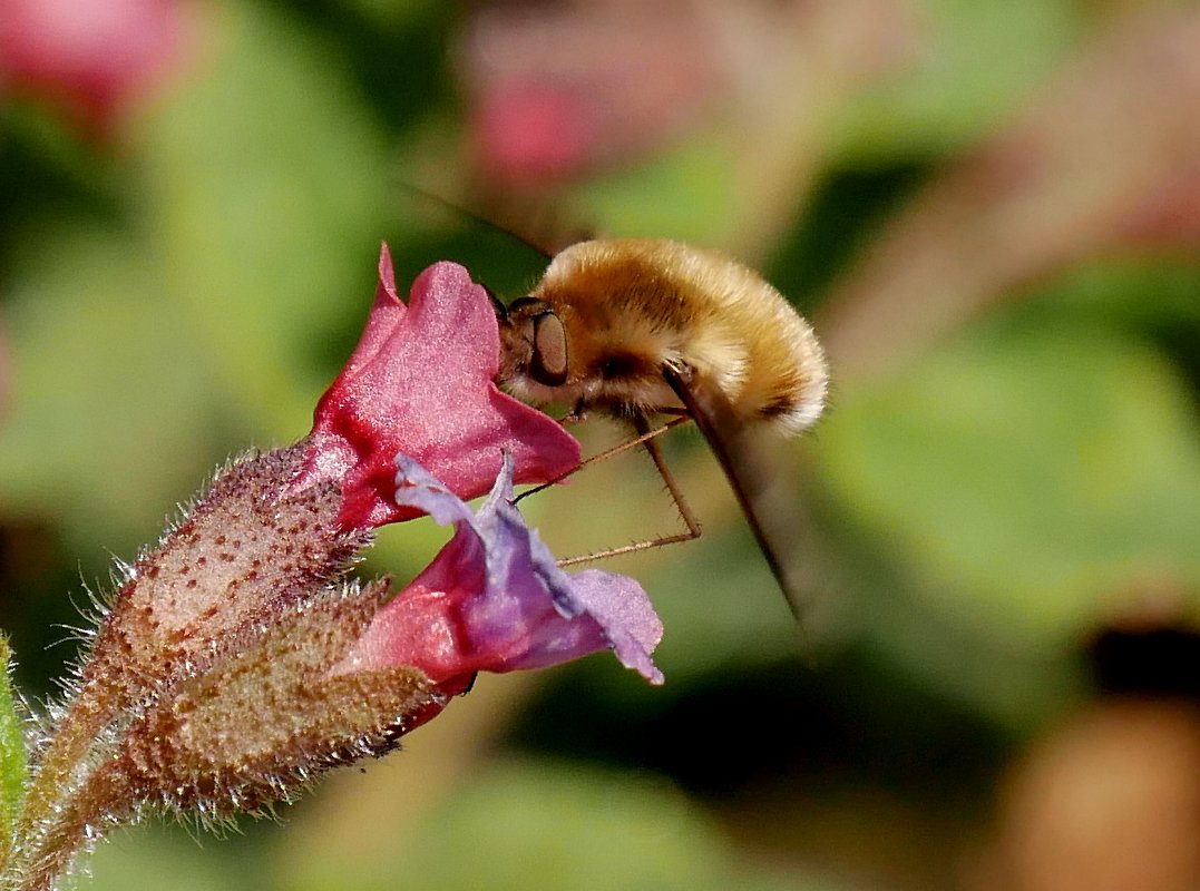 /Dlouhososka saje nektar z květu plicníku během stojatého letu.