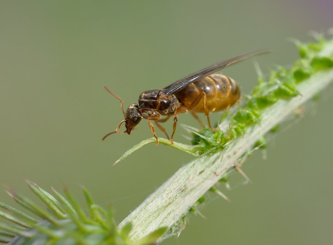 /Lasius flavus, mladá matka sedí na lodyze bodláku.