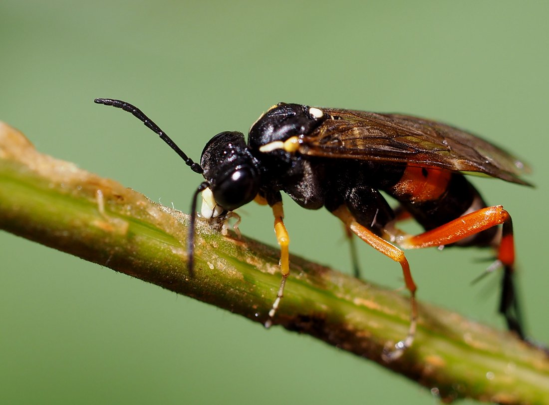 /Macrophya rufipes, zaostřeno na tykadlo.