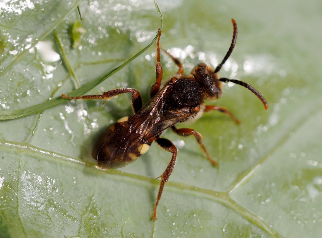 /Nomada striata, sameček fotografovaný shora.