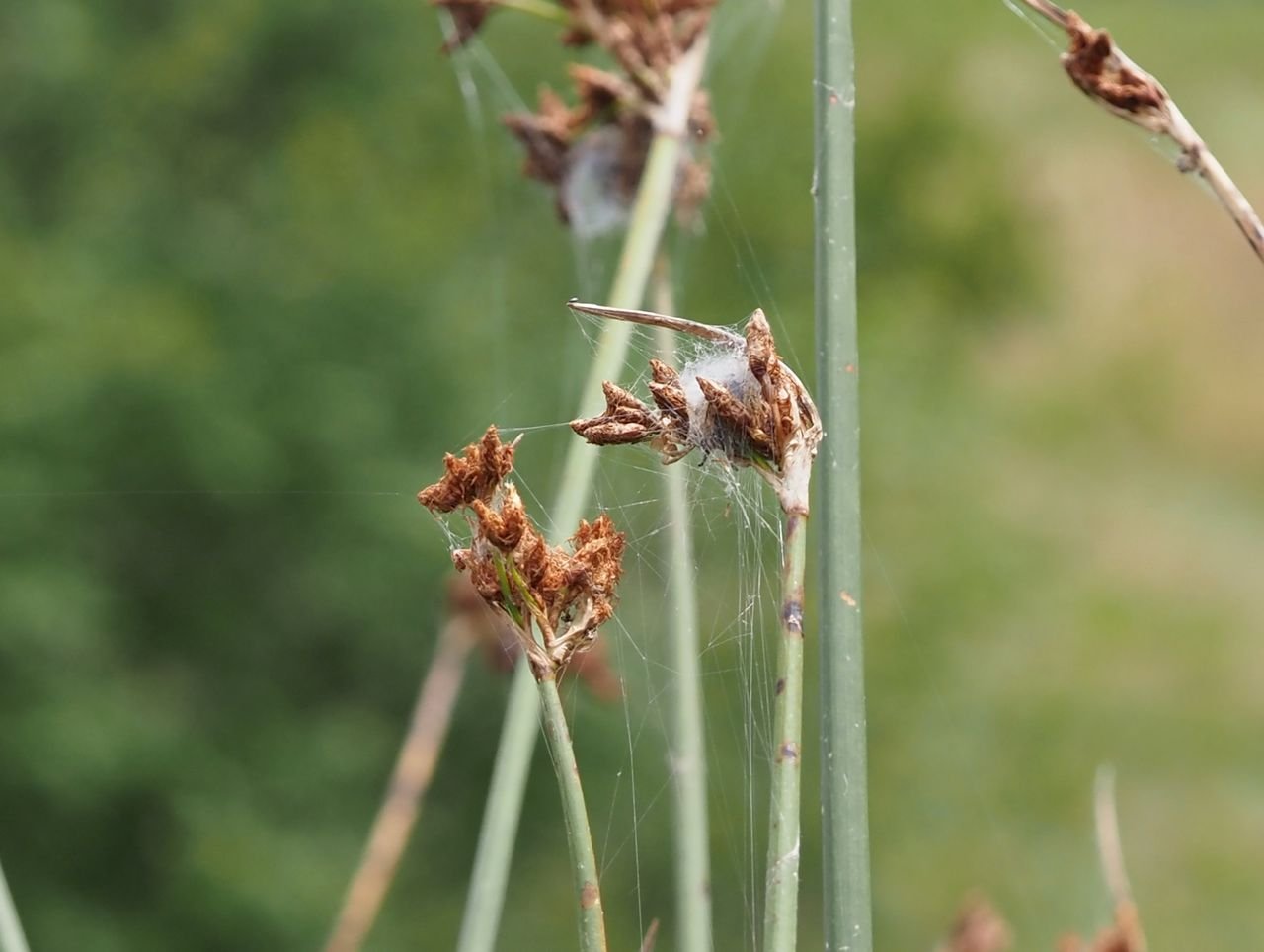 /Skřípinec, kruželovitá květenství s pavučinami.