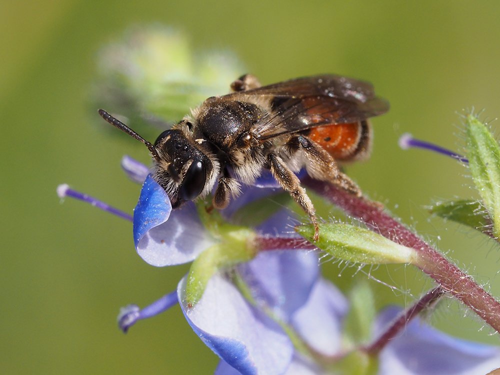 /Andrena labiata, samička.