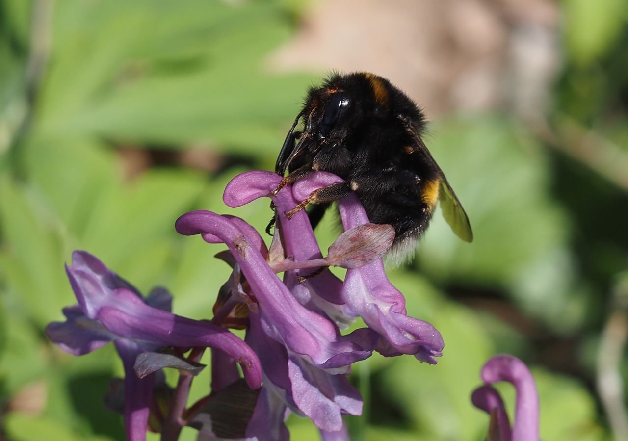 /Dymnivka - čmelák tykadly prohledává místo na květní ostruze, kde bude výhodné ostruhu prokousnout.