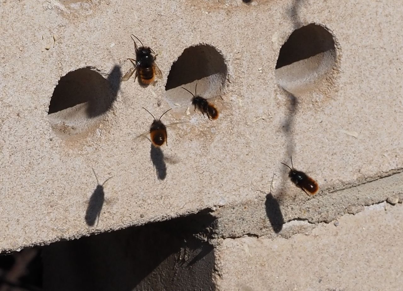 /Zednice rohatá - samečkové létají před hnízdy, kde očekávají líhnutí samiček.