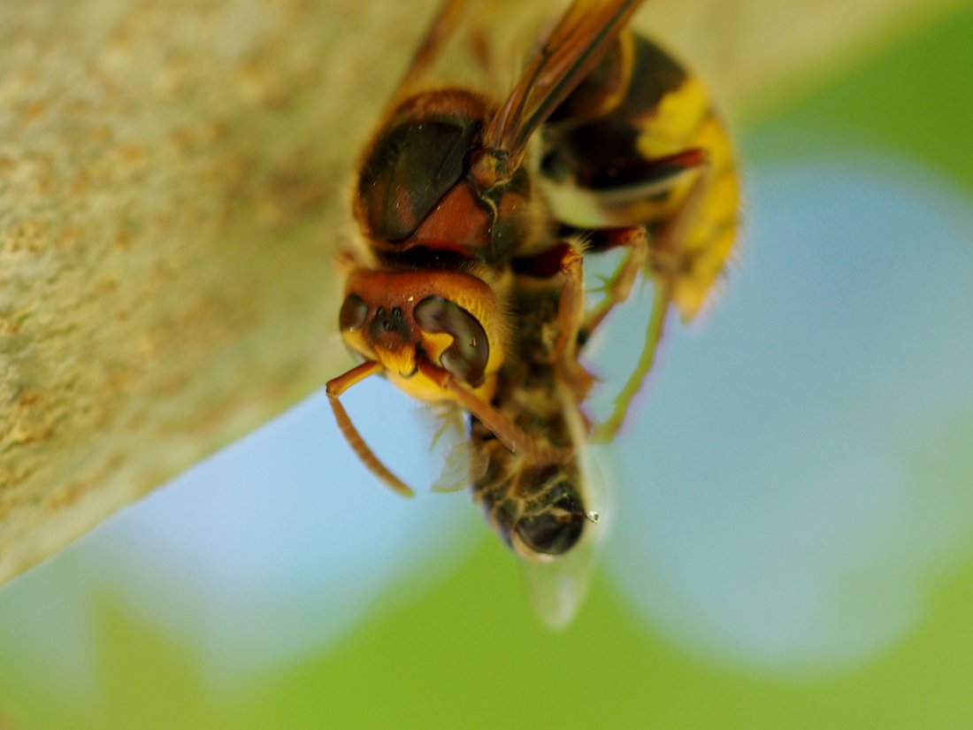 /Včela se chce bránit žihadlem, kapka žihadlového jedu ale míří do prázdna.