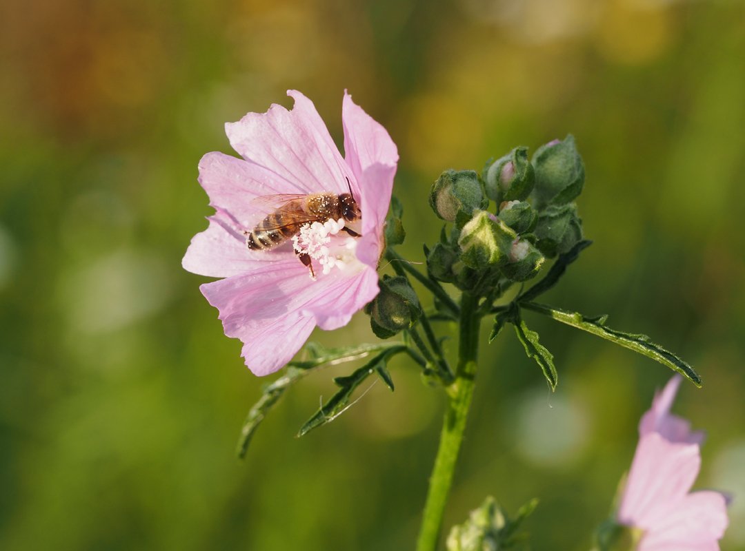 /Malva alcea  -  vrchol lodyhy s poupaty a květ se včelou.