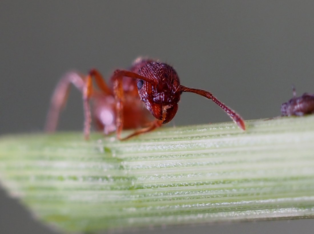 /Mravenec rodu Myrmica, portrét a kusadla.