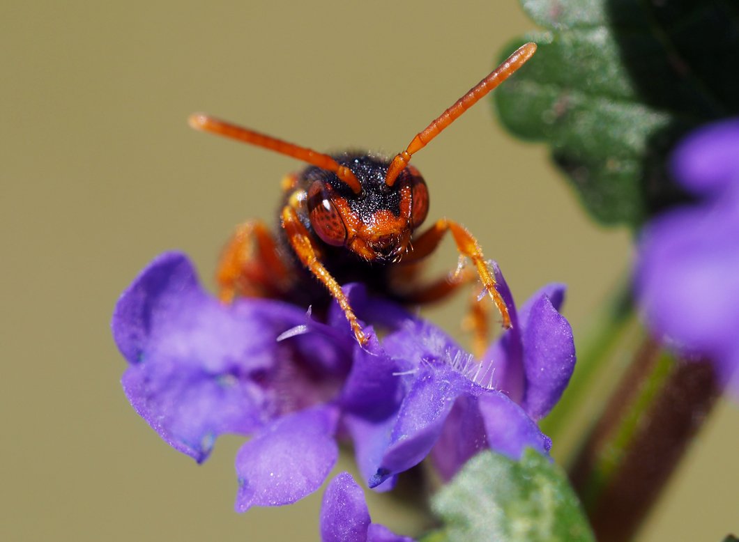 /Nomada dvouskvrnná, portrét.