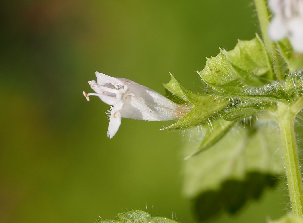 /Melissa officinalis, bílý květ v detailu.