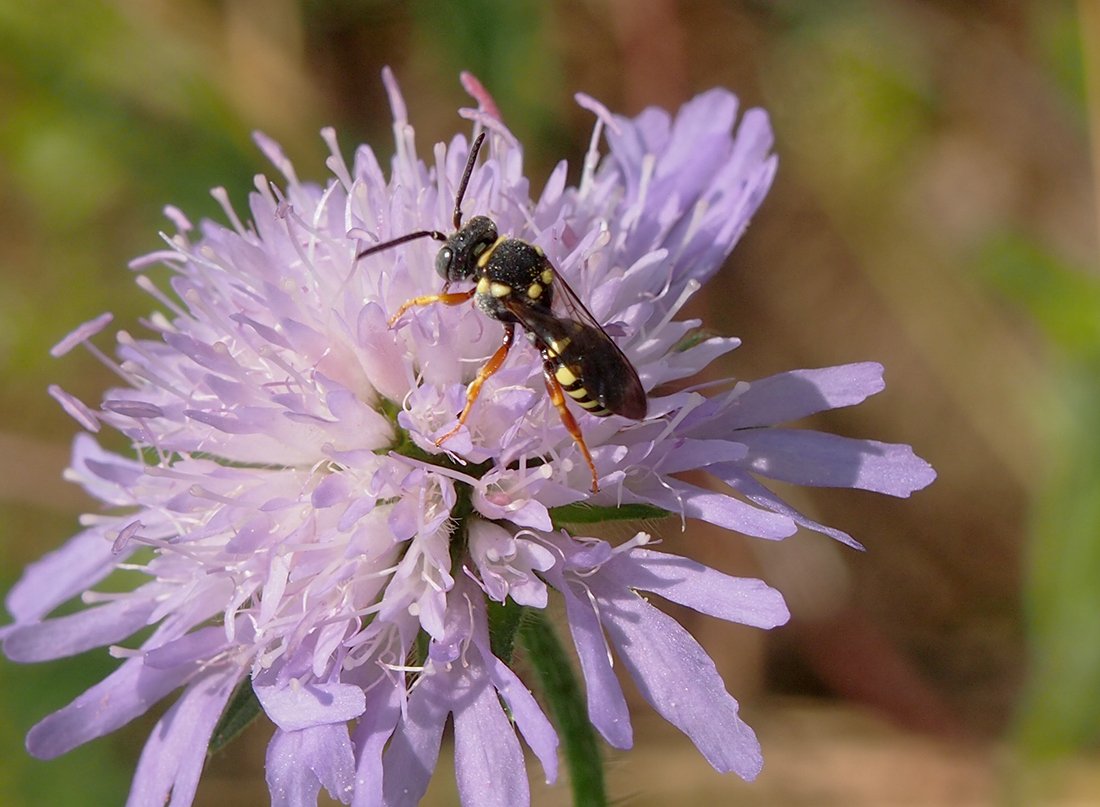 /Nomada flavopicta na chrastavci.