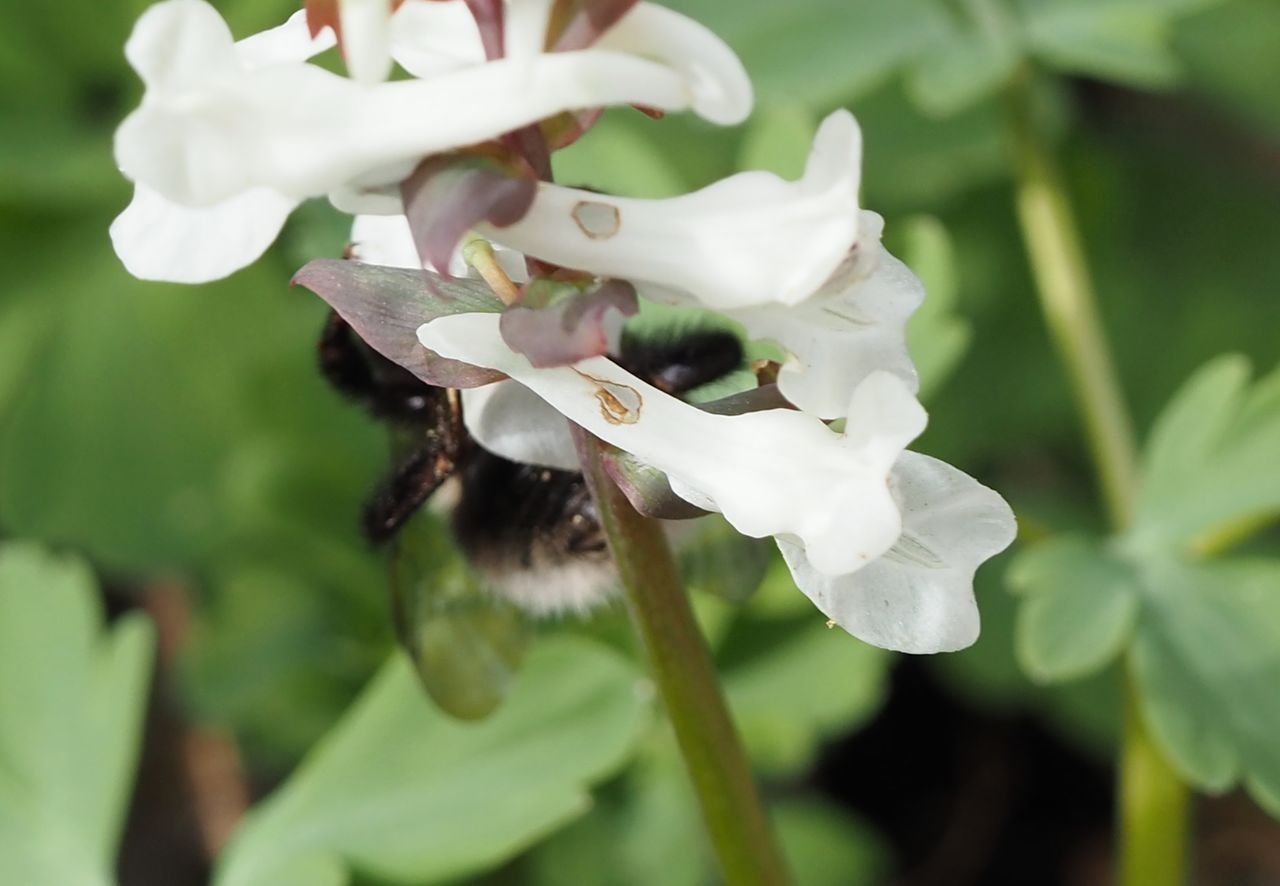 /Vykousané otvory v kvítcích dymnivky.