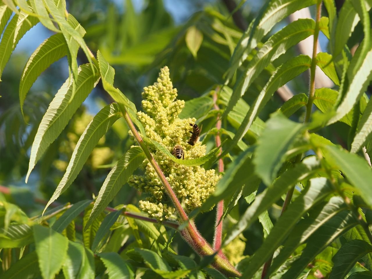 /Škumpa - listy a květy 17. 6. 2025.