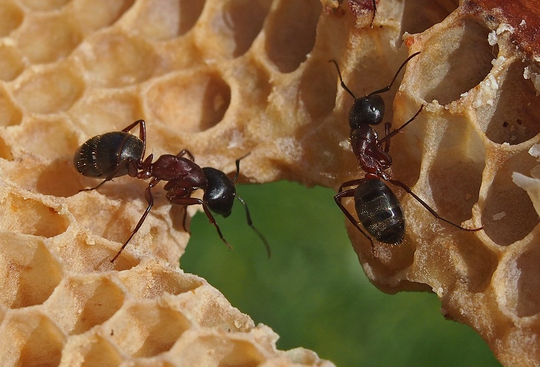 /Mravenci na včelím plástu.