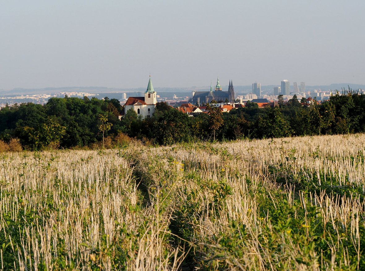 O starodávné cestě z Levého Hradce na Pražský hrad. | Blanokřídlí v Praze