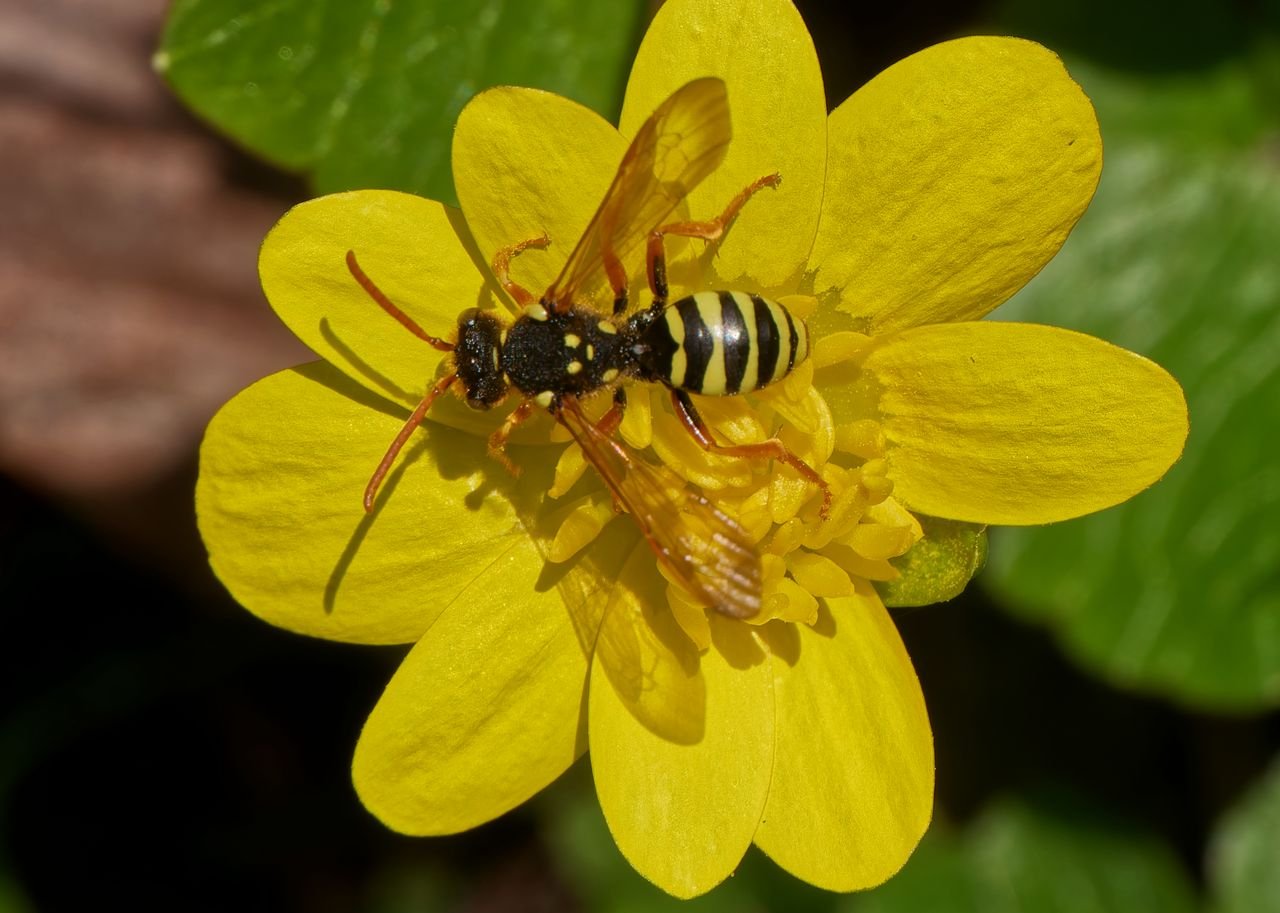 /Nomada succincta - foto Radim Herman.