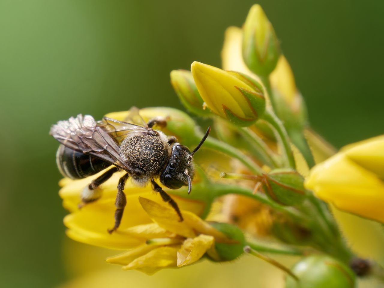 /Olejnice vrbinová, samička na květech vrbiny. Foto Radim Herman