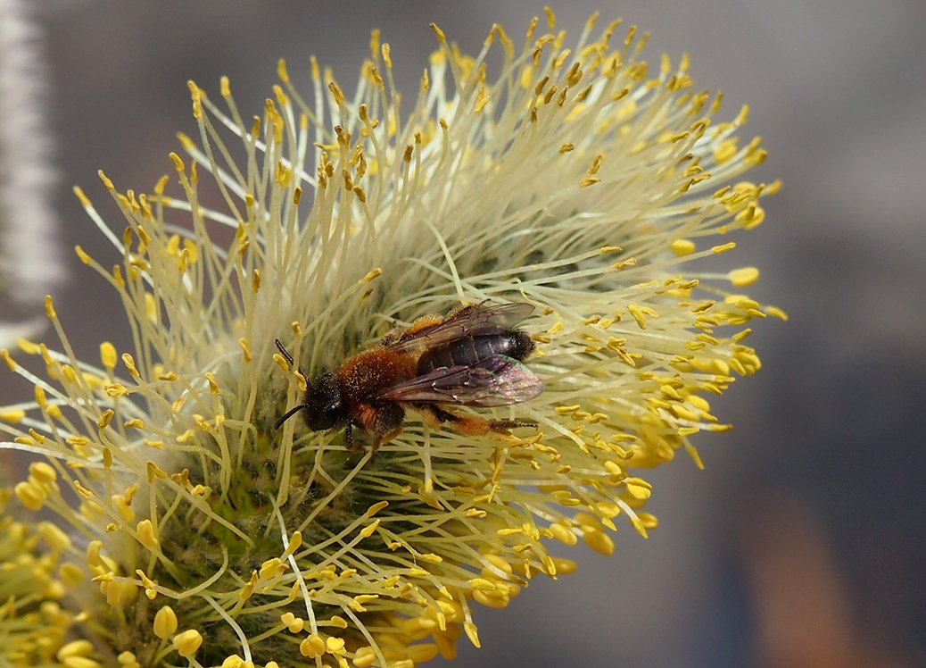 /Pískorypka dvoubarvá, samička pochoduje v pylové jehnědě jívy.