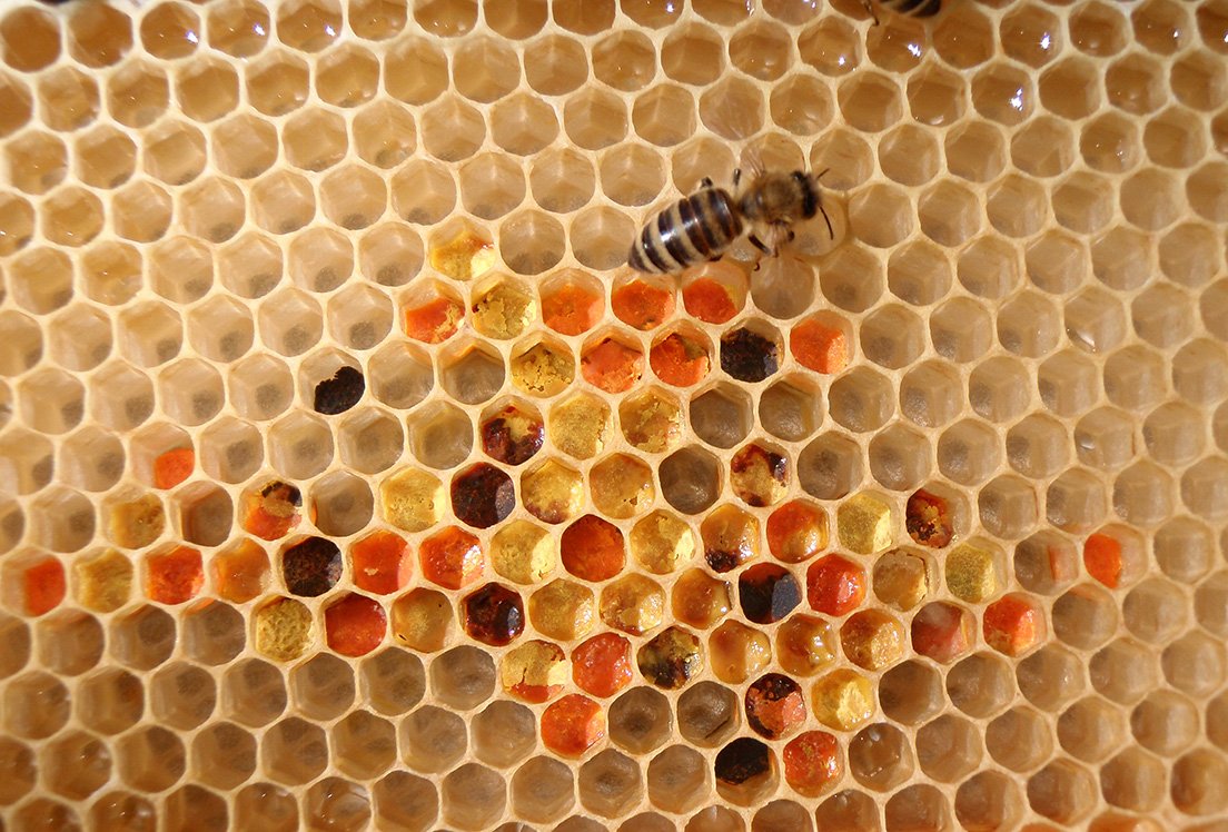 /Včelí plást s různobarvým pylem z mnoha druhů rostlin.
