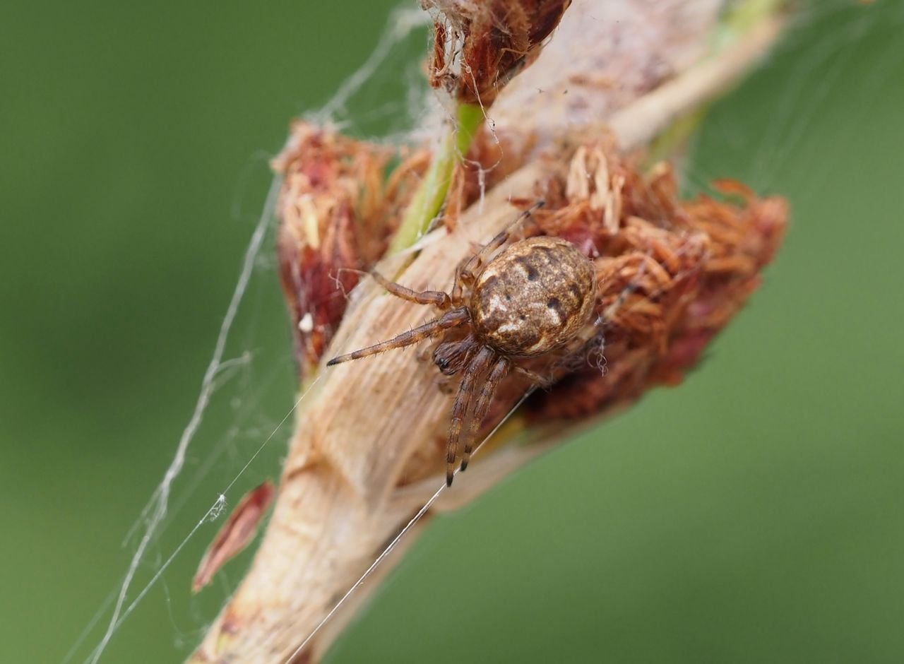 /Křižák rákosní, samička. Červenec 2025