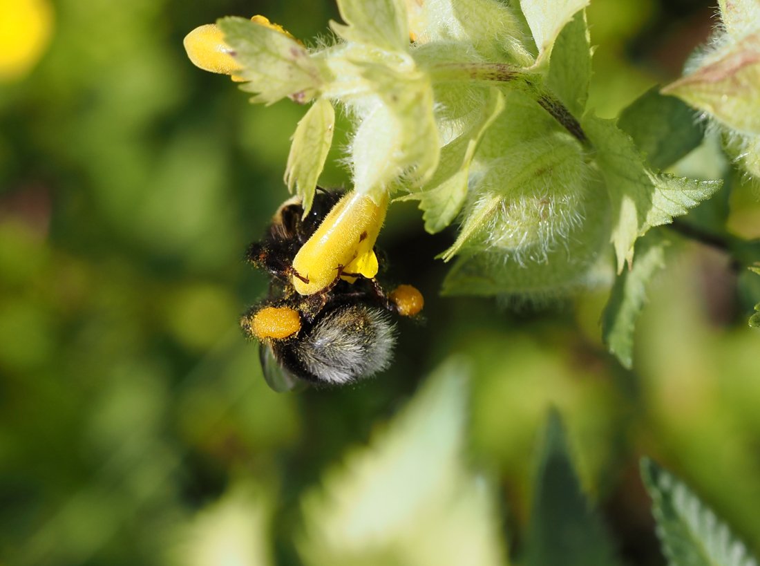 /Čmeláci sbírají ve květech kokrhelu žlutý pyl.