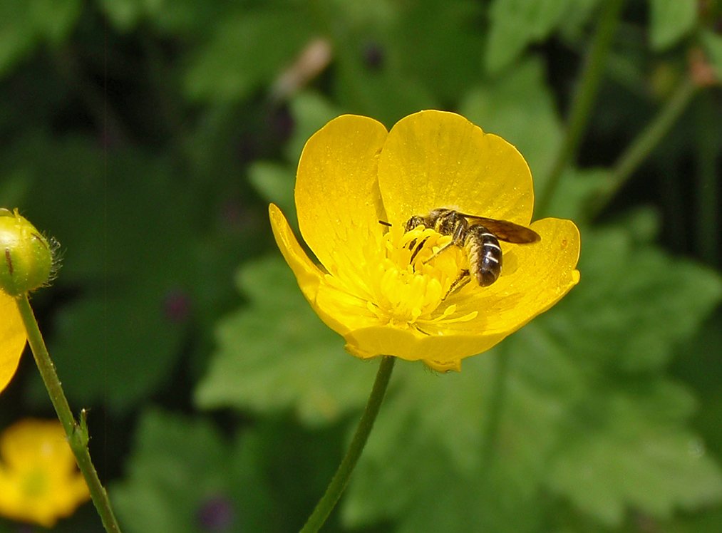 /Dřevobytka pryskyřníková, samička sbírá pyl v květu pryskyřníku.