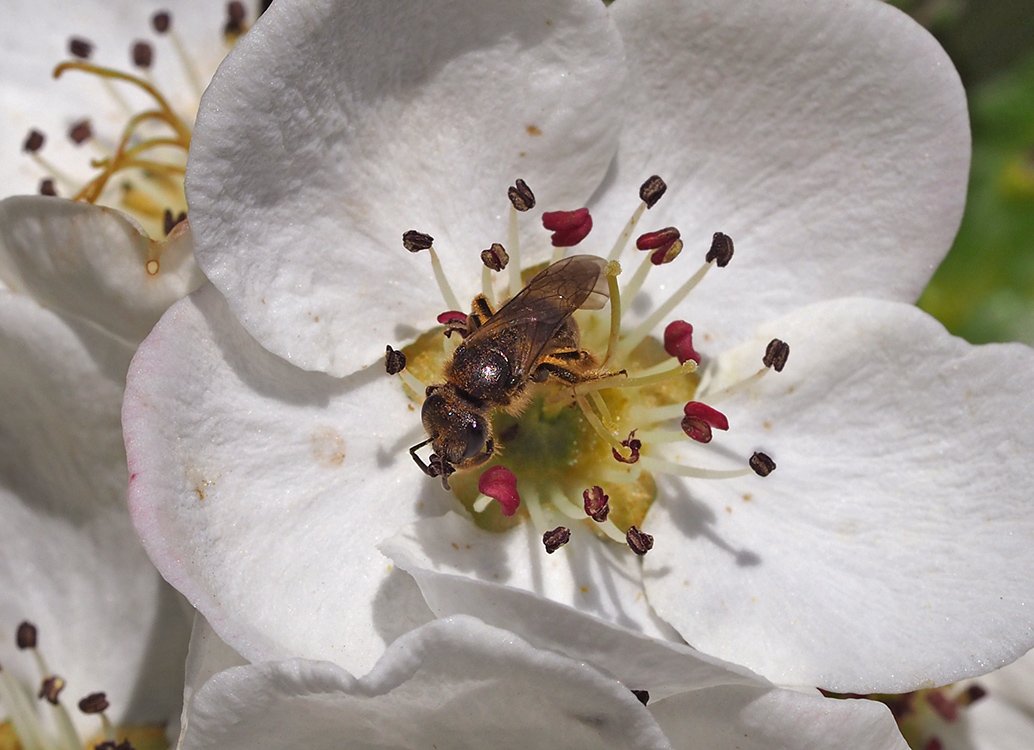 /Hrušňový květ, ploskočelka se živí pylem v květu.