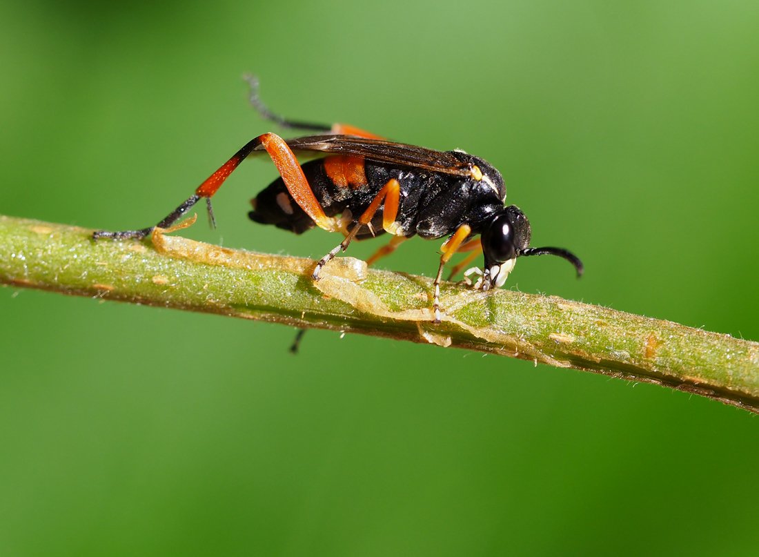 /Macrophya rufipes, samička.