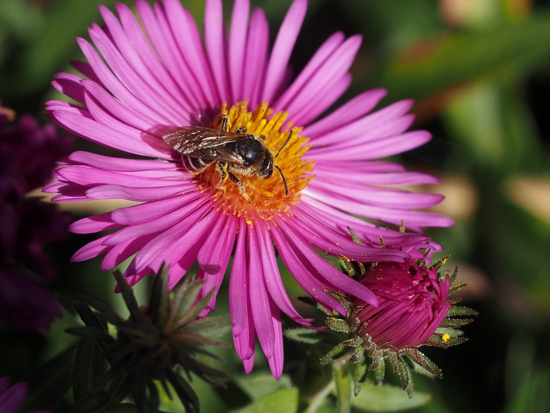 /Halictus simplex, samička na astřičce.