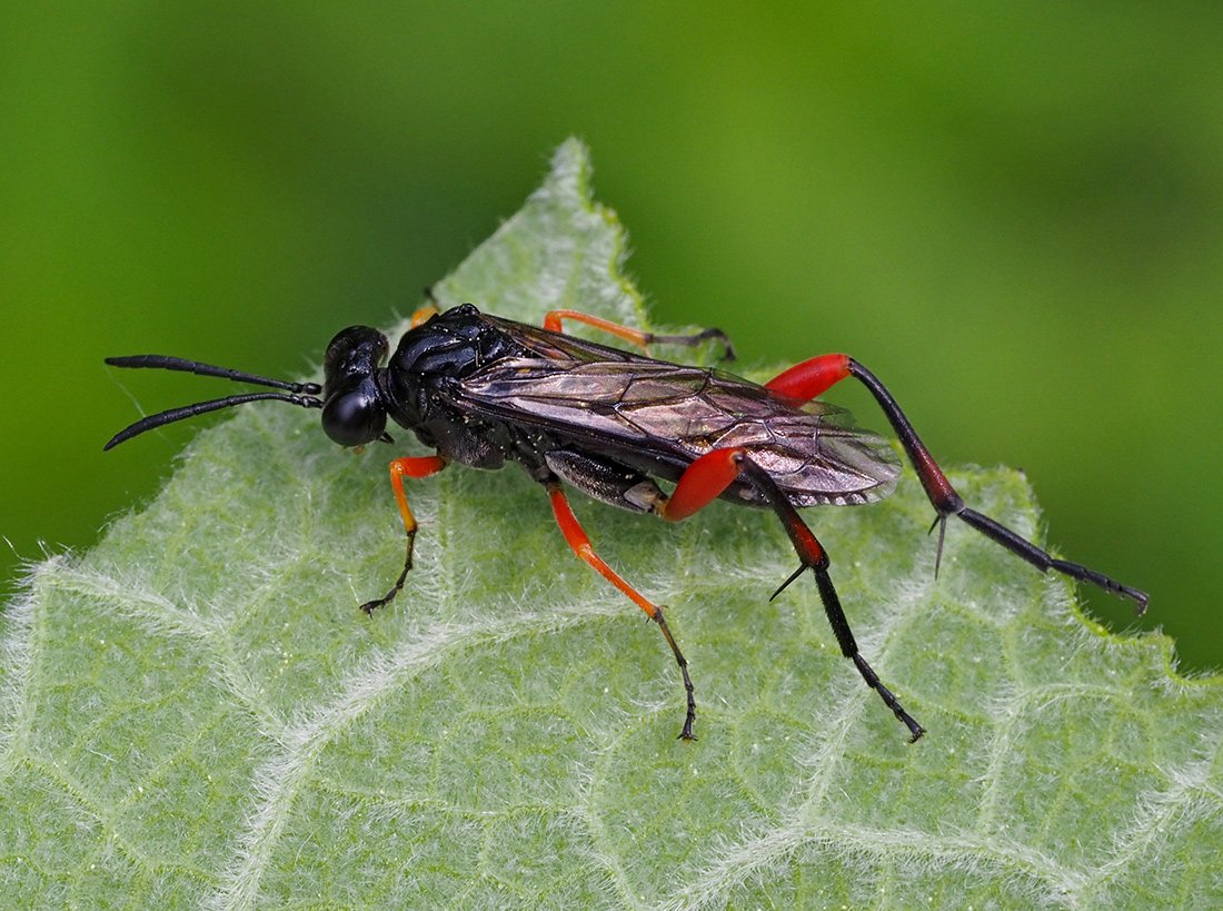 /Macrophya diversipes má nápadné dlouhé ostruhy na zadních holeních.