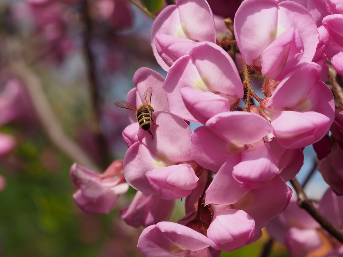 /Robinia hispida s dělnicí včely medonosné.
