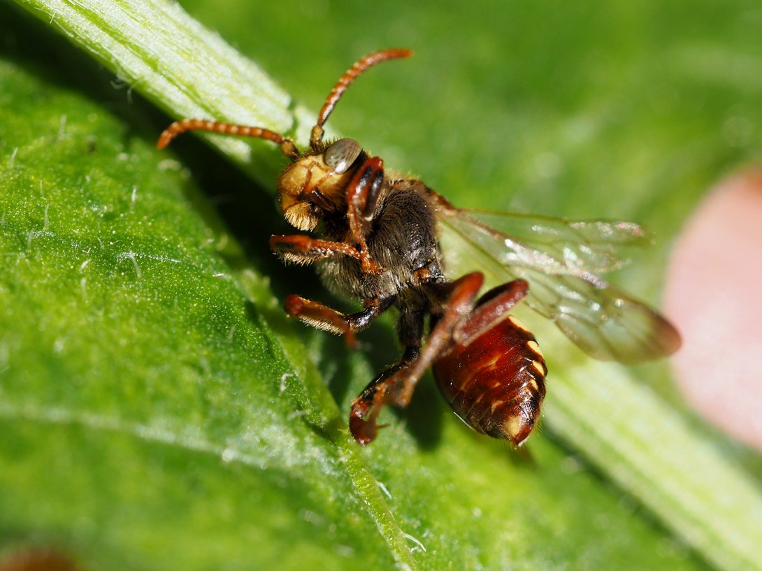 /Nomada striata, spodek těla.