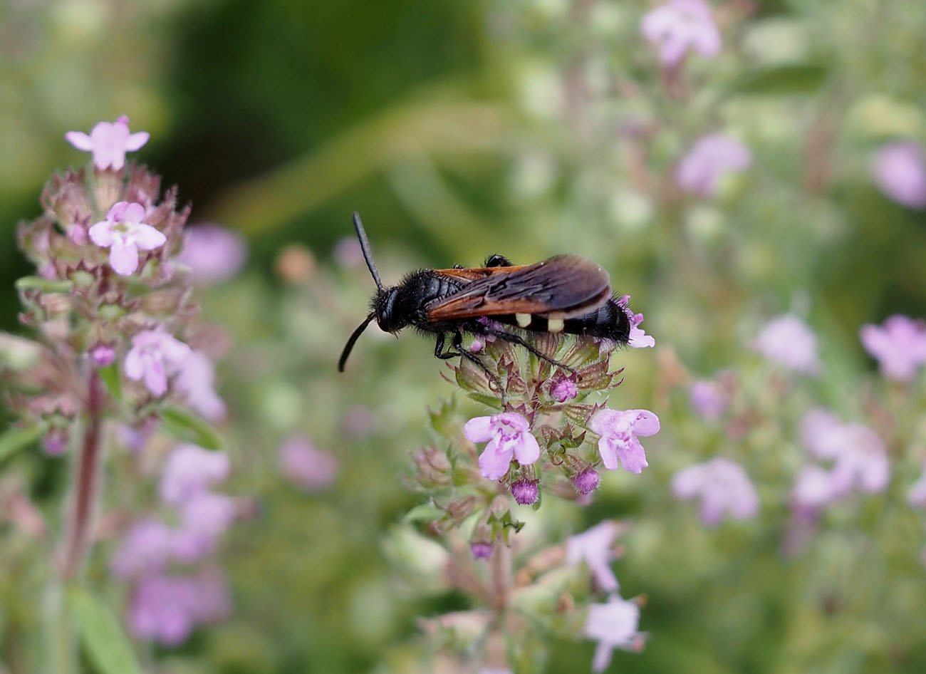 /Scolia sexmaculata - samec, CHKO Soutok.