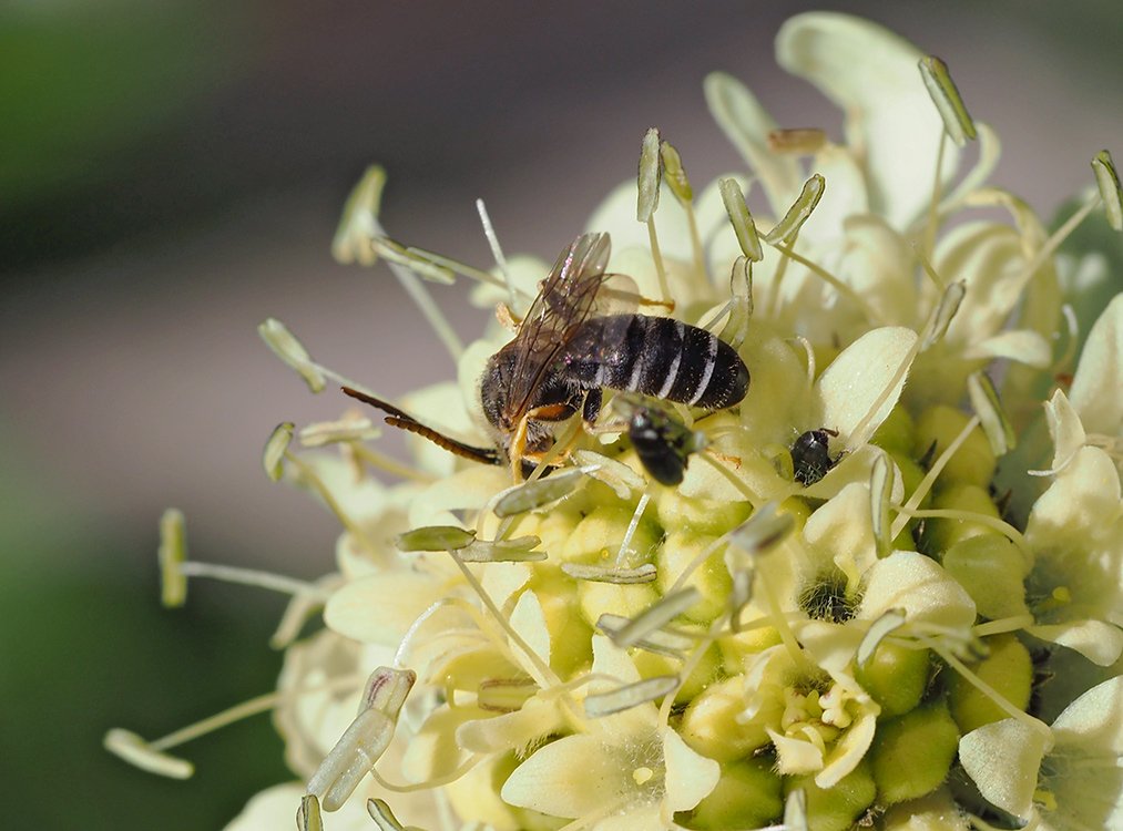 /Halictus simplex, mladý sameček na květu hlavatky.