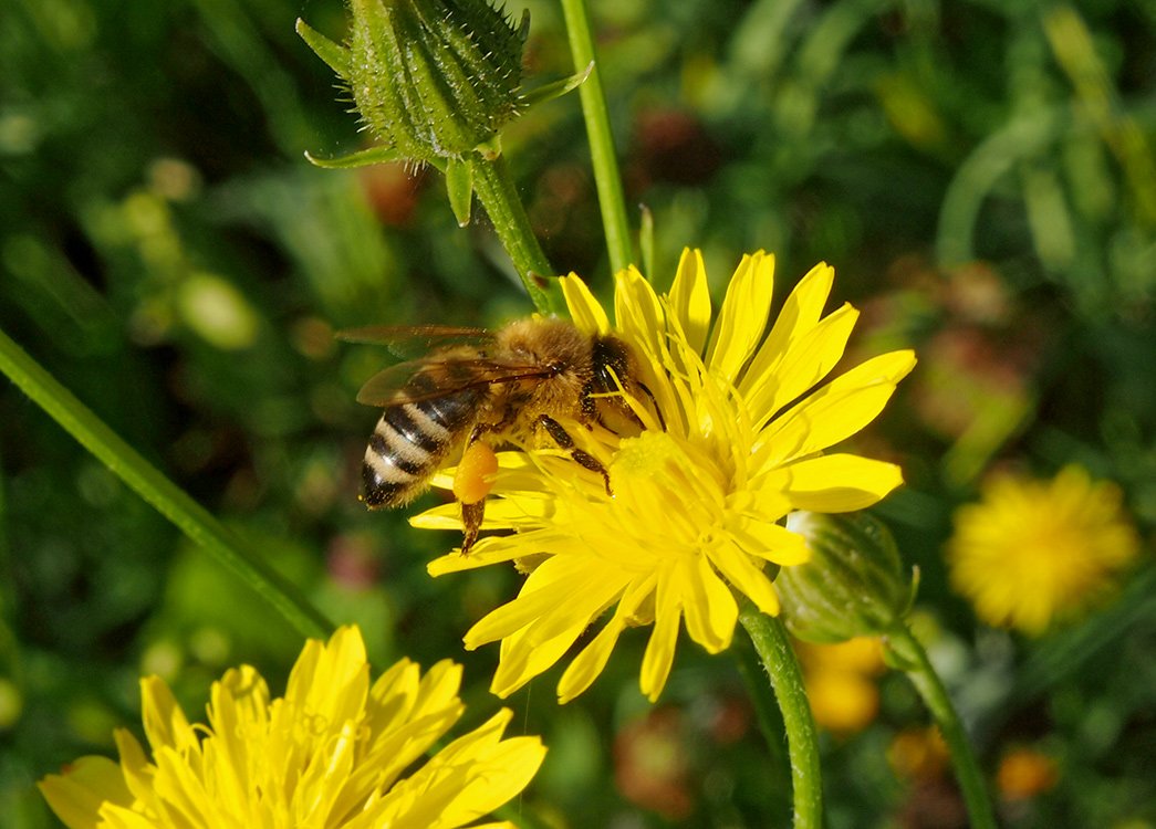 /Včela medonosná s rouskami pylu na květu škardy.