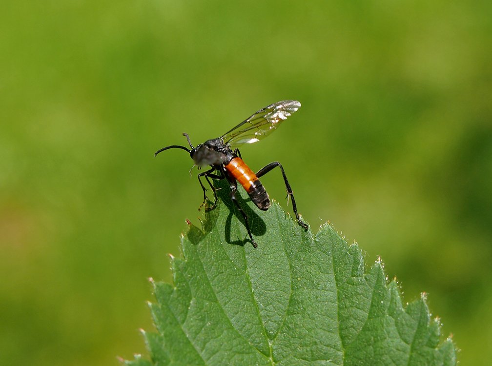 /Pilatka Macrophya annulata na listu.