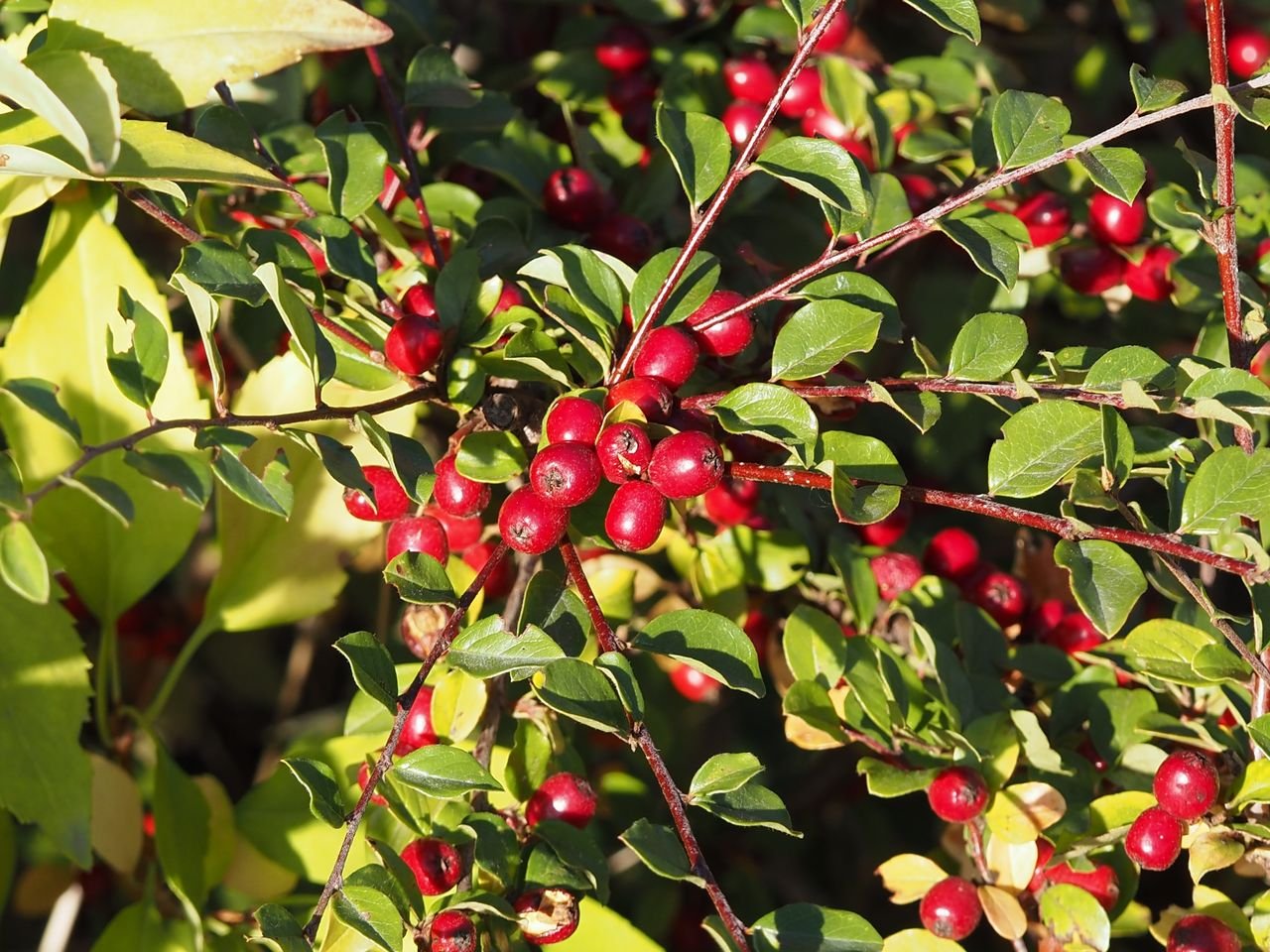 /Skalník rozkladitý, větvičky s plody v říjnu.