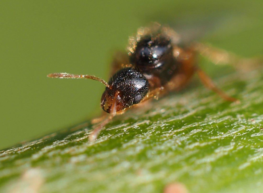 /Solenopsis fugax - hlava samičky s kusadly.