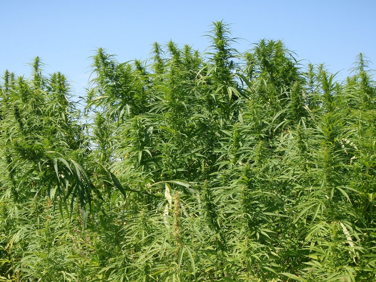 /Konopí seté, porost na poli.