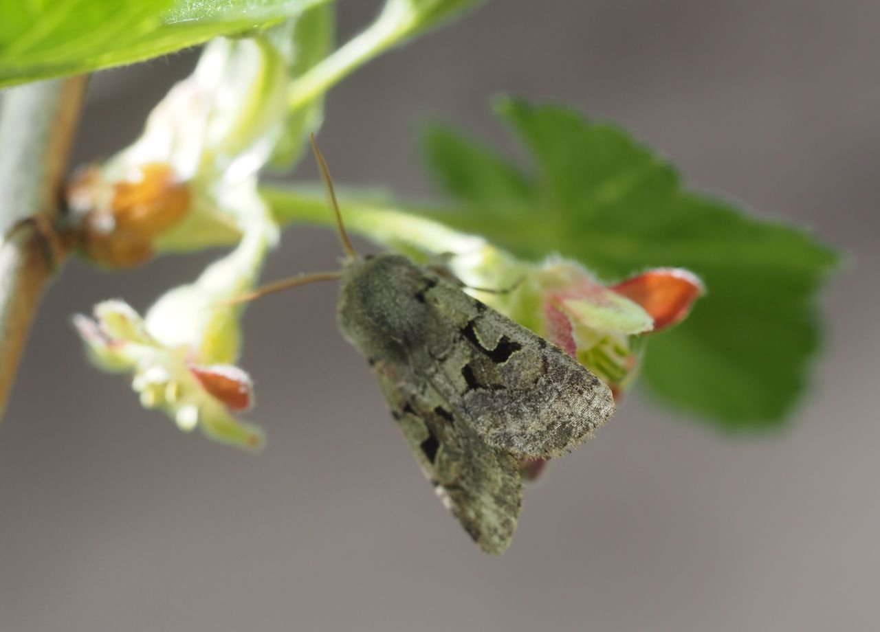 /Jarnice ovocná na jostě.