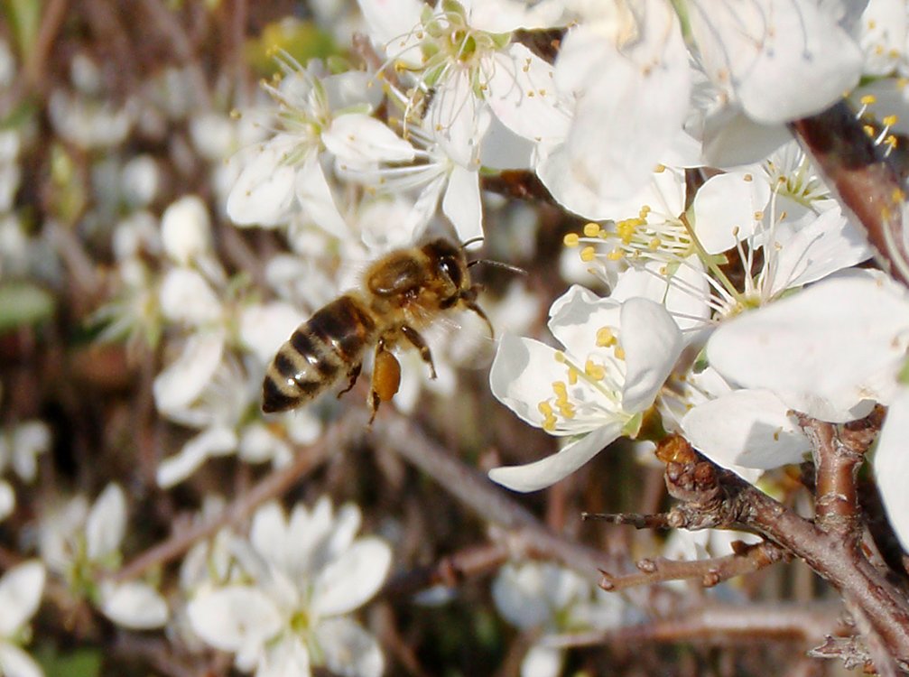 /Včela za letu před trnkovými květy.
