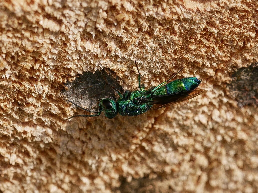 /Zlatěnka tyrkysová (Chrysis iris)