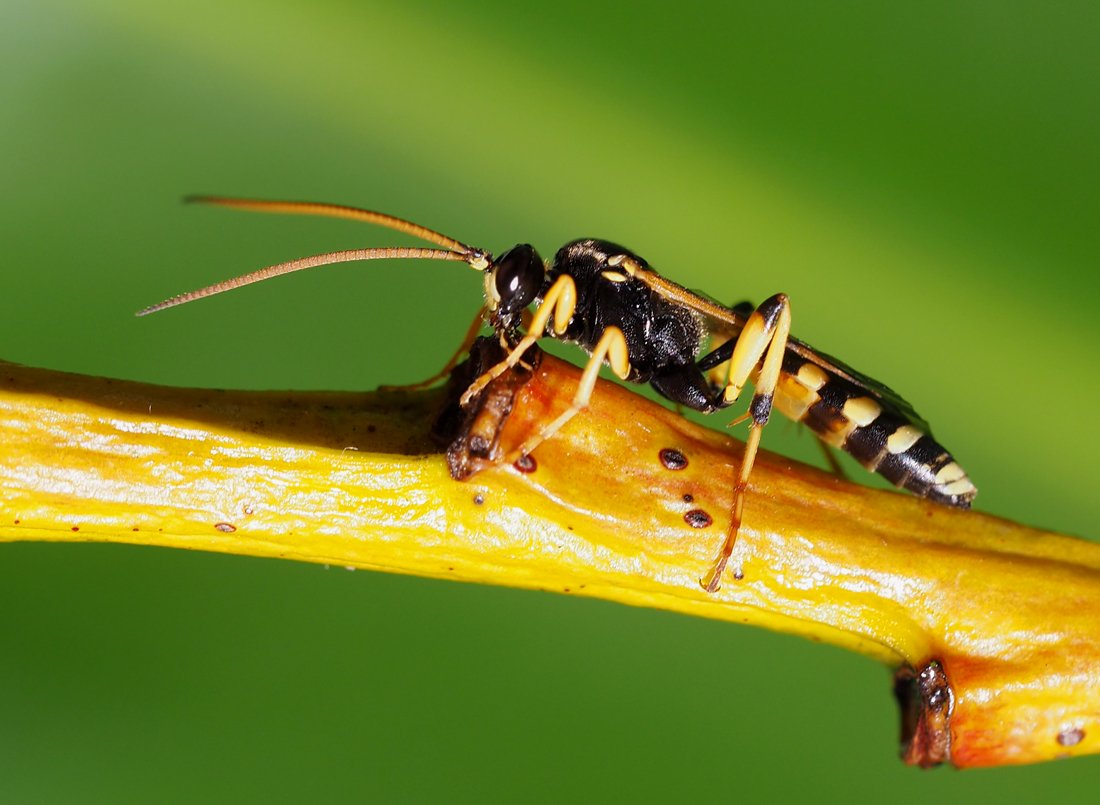 /Ichneumon sarcitorius, sameček foto z boku.